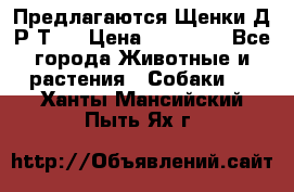 Предлагаются Щенки Д.Р.Т.  › Цена ­ 15 000 - Все города Животные и растения » Собаки   . Ханты-Мансийский,Пыть-Ях г.
